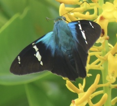Astraptes fulgerator azul