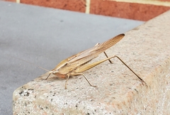 Neoconocephalus triops