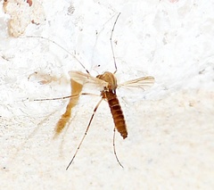 Chironomoidea
