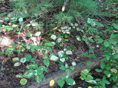 Cameraria guttifinitella