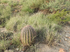 Ferocactus cylindraceus
