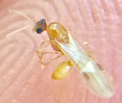 Temnothorax