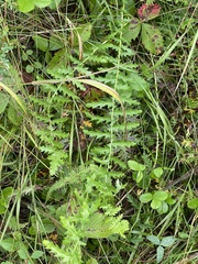 Filipendula vulgaris