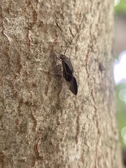 Cerastipsocus venosus