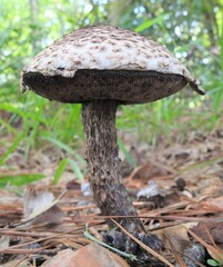 Strobilomyces confusus