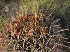 Ferocactus cylindraceus