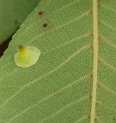 Caryomyia sanguinolenta