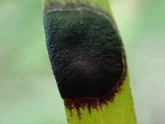 Asteromyia euthamiae