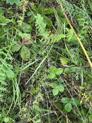 Filipendula vulgaris