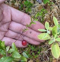 Vaccinium macrocarpon