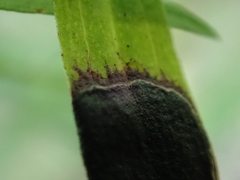 Asteromyia euthamiae