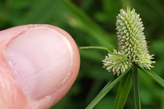 Cyperus sesquiflorus