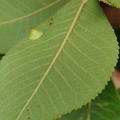 Caryomyia sanguinolenta