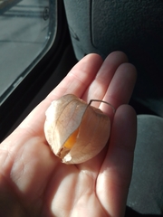 Physalis peruviana