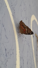 Anartia amathea