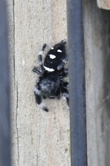 Phidippus regius