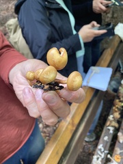 Kuehneromyces mutabilis