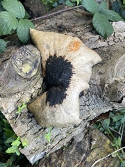 Cerioporus squamosus