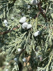 Juniperus scopulorum