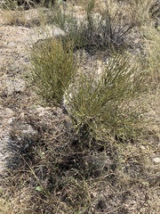 Ephedra