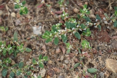 Polygonum arenastrum