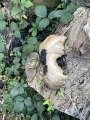 Cerioporus squamosus