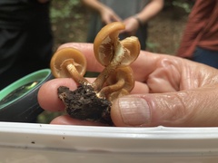 Kuehneromyces mutabilis