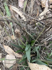Plantago subnuda