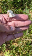 Eriophorum