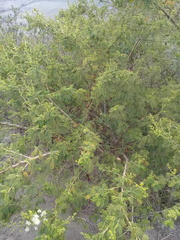 Mimosa quitensis