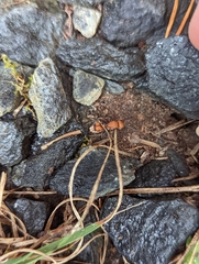 Dasymutilla scaevola