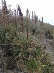 Puya aequatorialis