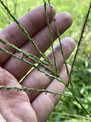Digitaria ischaemum