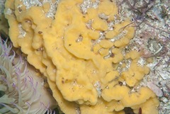 Hymeniacidon perlevis