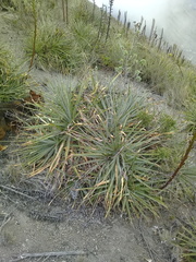 Puya aequatorialis