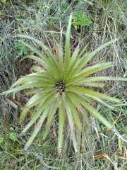 Puya aequatorialis