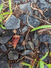 Dasymutilla scaevola