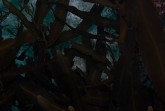 Anthophycus longifolius