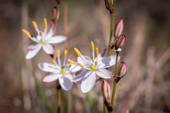 Chlorophytum graminifolium