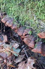 Hymenochaete rubiginosa