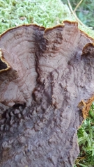 Hymenochaete rubiginosa