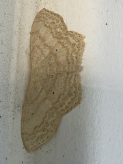 Scopula inductata