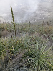 Puya aequatorialis