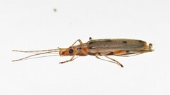 Parisopalpus nigronotatus