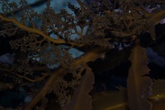 Anthophycus longifolius