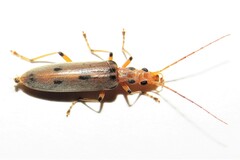 Parisopalpus nigronotatus