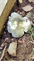 Heterophyllidia