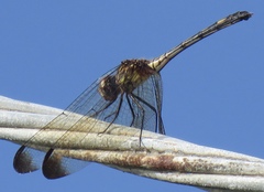 Dythemis