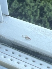 Brachymyrmex depilis