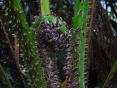 Cyathea